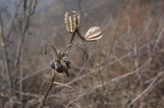 Lilium concolor partheneion