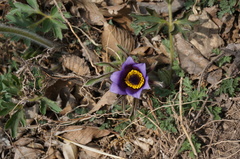 Pulsatilla chinensis