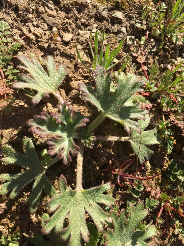 Coast Larkspur foliage