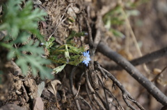 Gentiana squarrosa