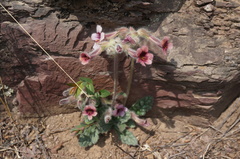 Rehmannia glutinosa