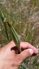 Tragopogon porrifolius