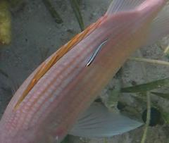 Elacatinus genie