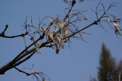 Fraxinus chinensis