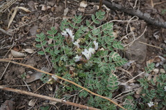 Astragalus scaberrimus