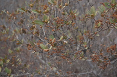 Rhododendron micranthum