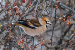 Coccothraustes coccothraustes