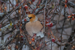 Coccothraustes coccothraustes