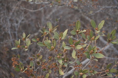 Rhododendron micranthum