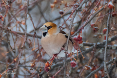 Coccothraustes coccothraustes