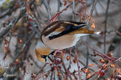 Coccothraustes coccothraustes