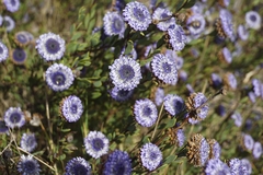 Globularia alypum