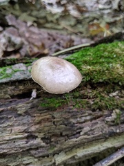 Pluteus americanus