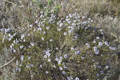 Globularia alypum