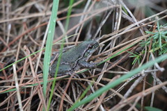 Hyla intermedia perrini