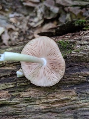 Pluteus americanus