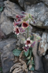 Rehmannia glutinosa