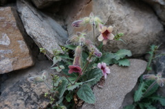 Rehmannia glutinosa