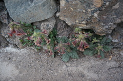 Rehmannia glutinosa