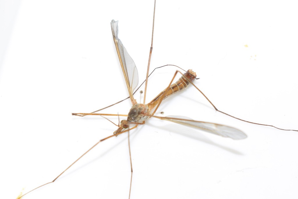 Tipula bulbosa
