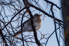 Turdus pilaris
