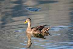 Anas platyrhynchos × undulata