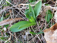 Dactylorhiza sambucina