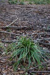Carex agastachys