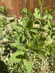 Baptisia nuttalliana