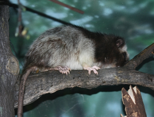 Northern Luzon Phloeomys