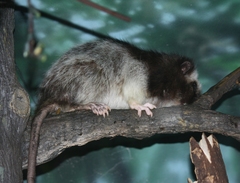 Northern Luzon Phloeomys photo 2