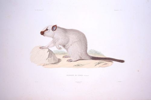 Northern Luzon Phloeomys