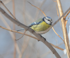 Cyanistes caeruleus