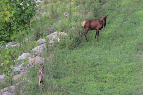 American Elk photographed in West Virginia