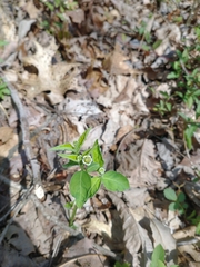 Euphorbia mercurialina