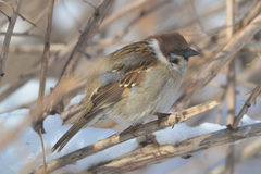 Passer montanus