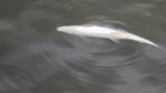 Mylocheilus caurinus