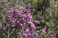 Rhododendron parvifolium
