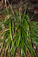 Carex agastachys