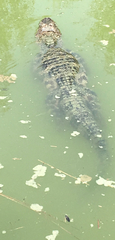 Alligator sinensis