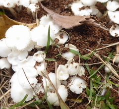 Termitomyces microcarpus