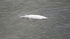 Mylocheilus caurinus