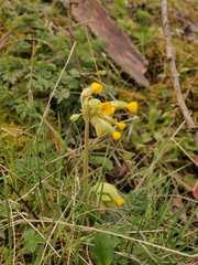 Primula veris veris