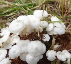 Termitomyces microcarpus