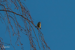 Cyanistes caeruleus