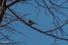 Cyanistes caeruleus