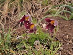 Pulsatilla rubra