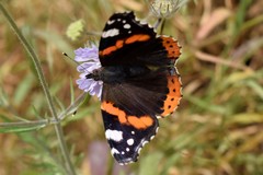 Vanessa atalanta