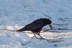 Corvus frugilegus