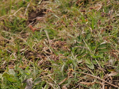 Luzula campestris campestris